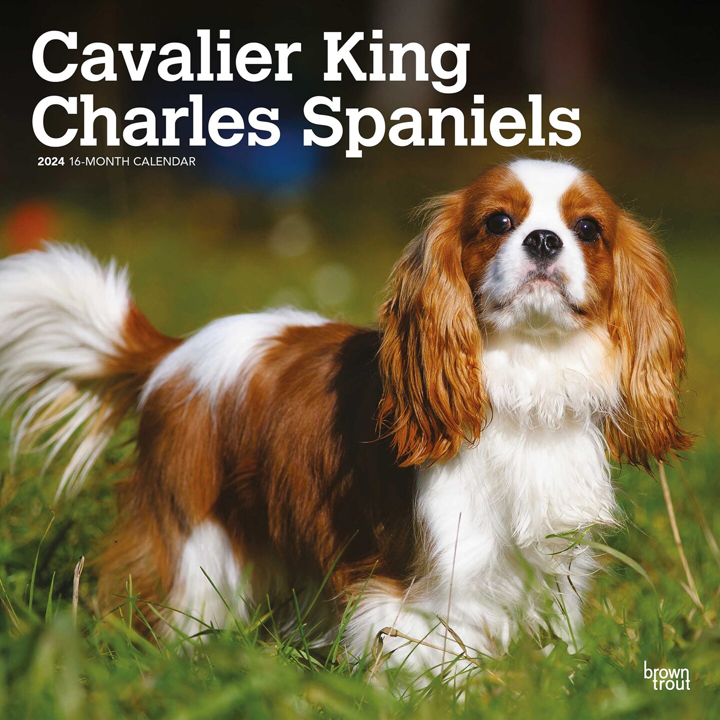 Cavalier king online charles spaniel x