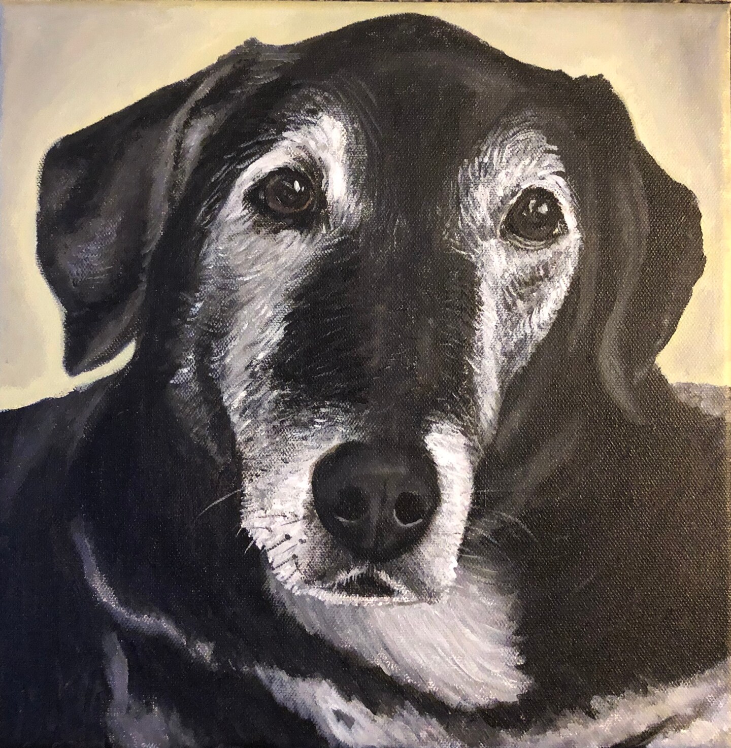 8x8 pet outlets portrait