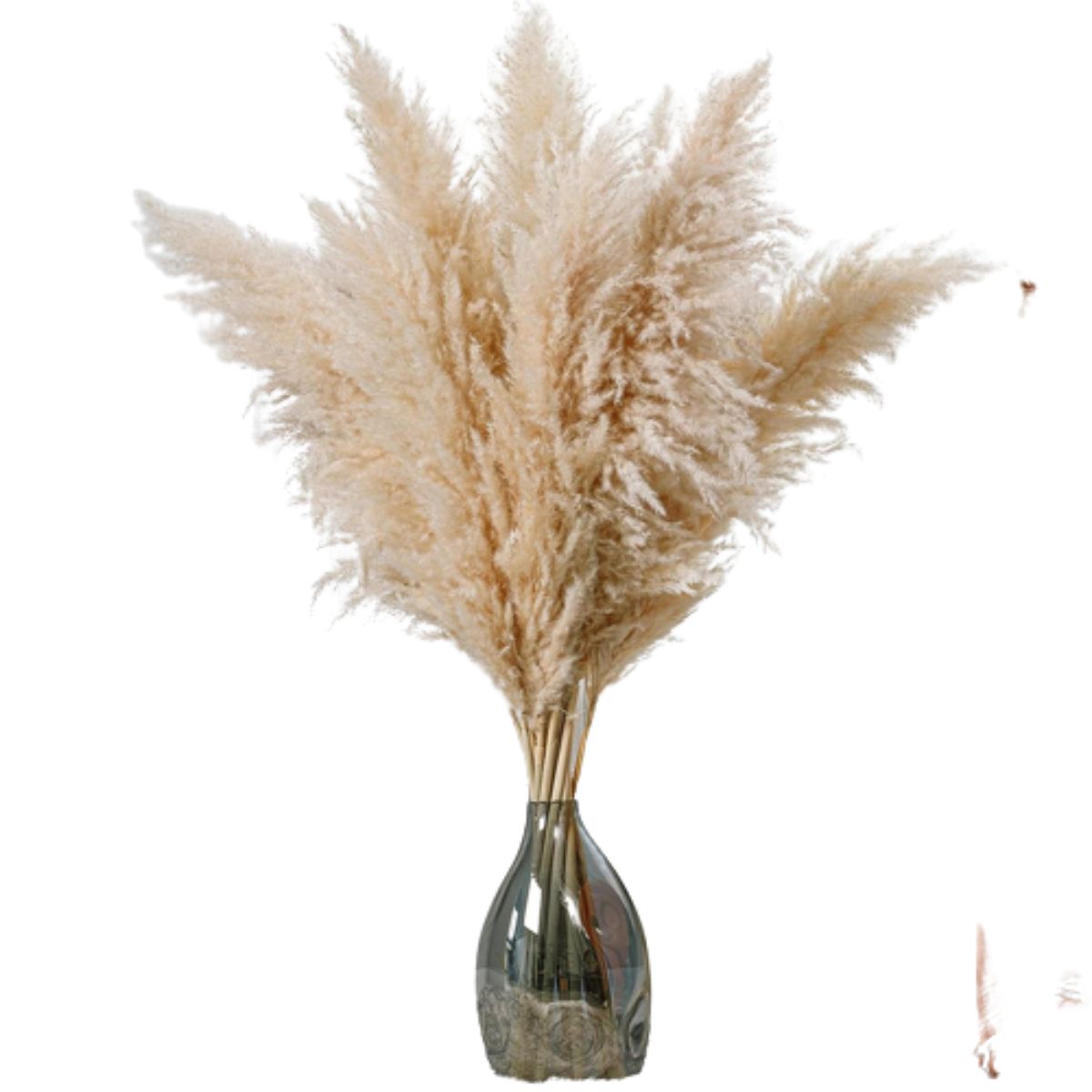 47 Inches Tall Dried Pampas Grass