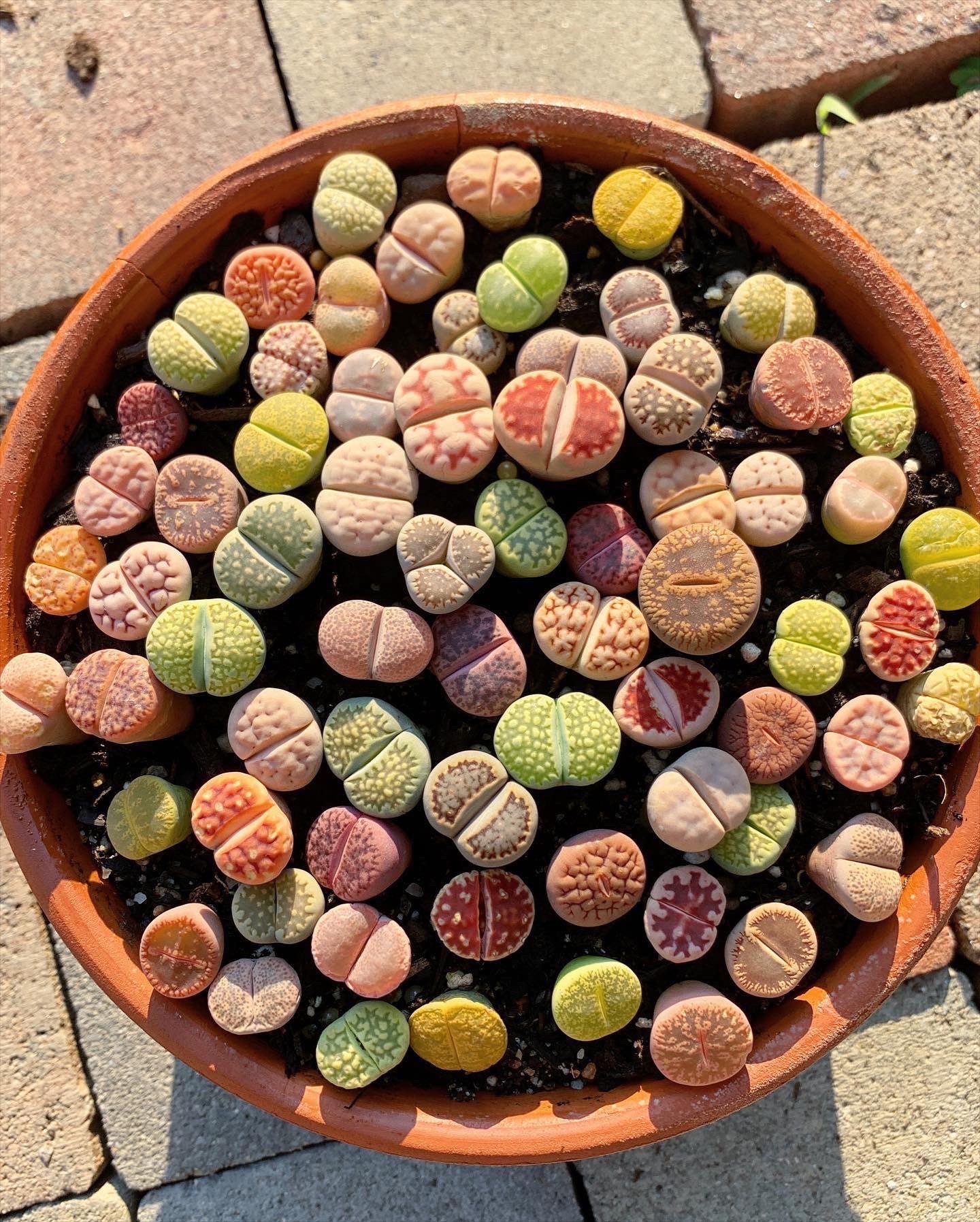 Rare Succulent - Lithops sp | MakerPlace by Michaels