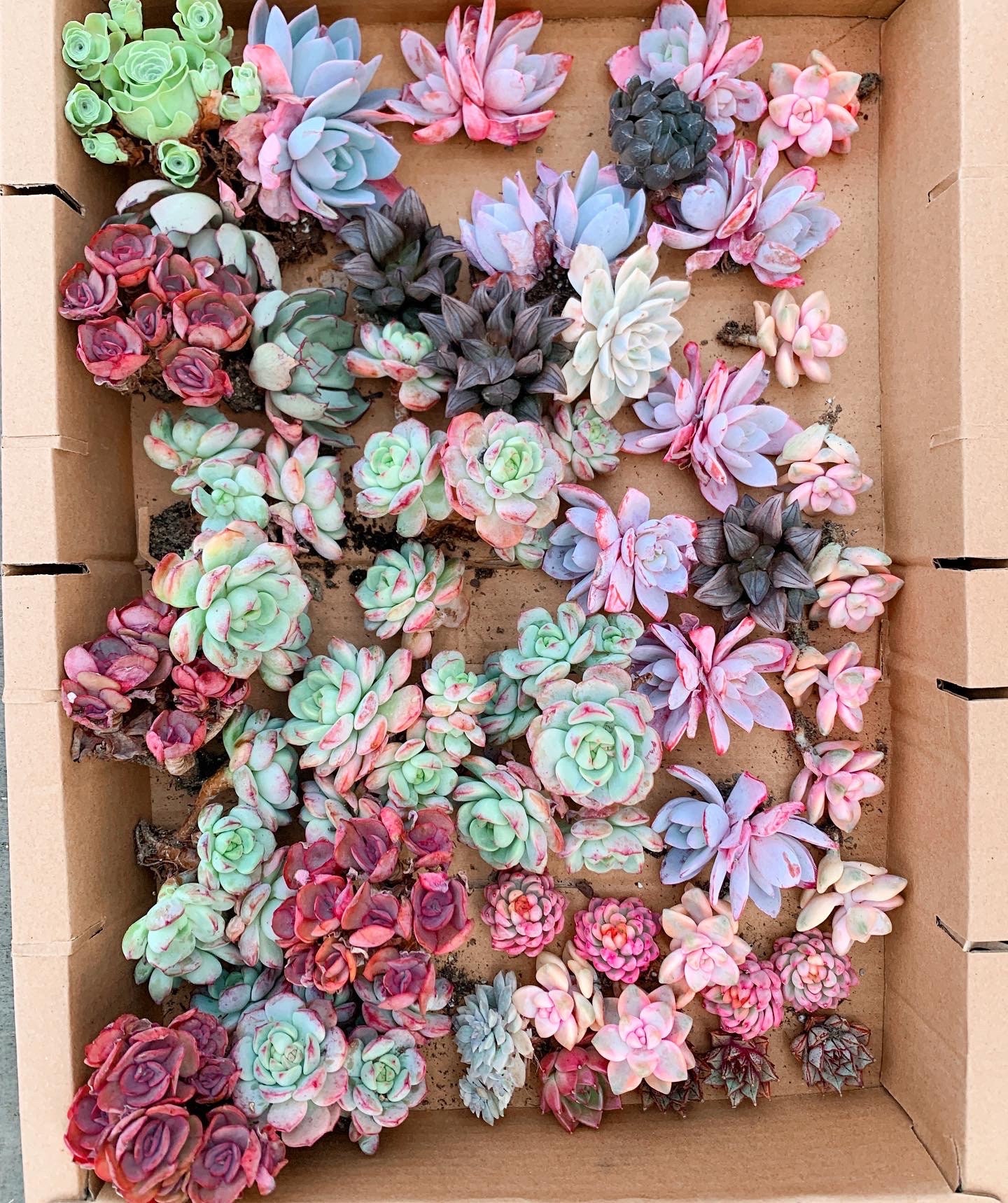 Rare Succulent - Mystery box | MakerPlace by Michaels