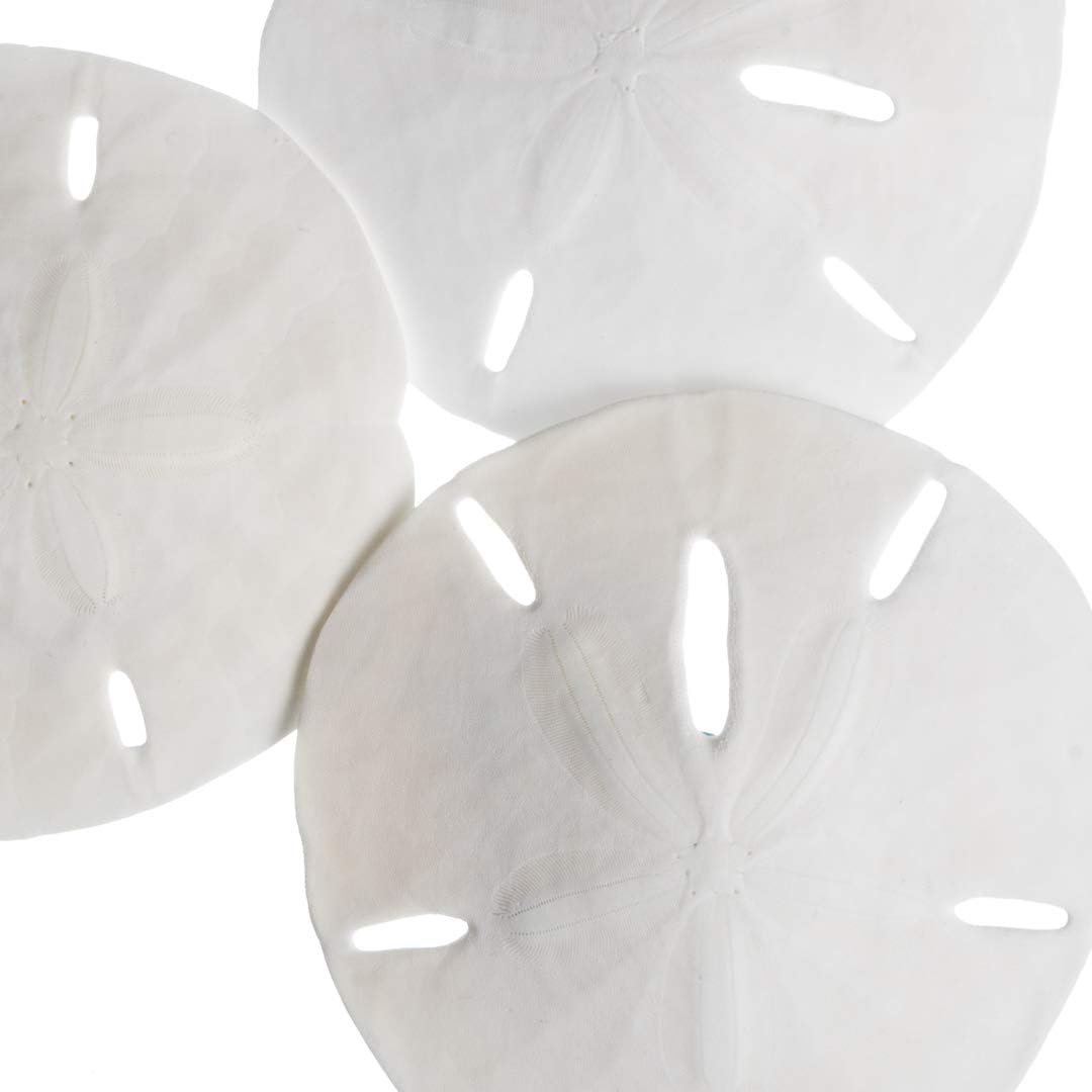 White Finger Starfish and Sand Dollar Collection (3) 4&#x22;-6&#x22; White Finger Starfish and (3) 3&#x22; - 3 1/2&#x22; White Sand Dollars Wedding Seashell Craft 1 Pack
