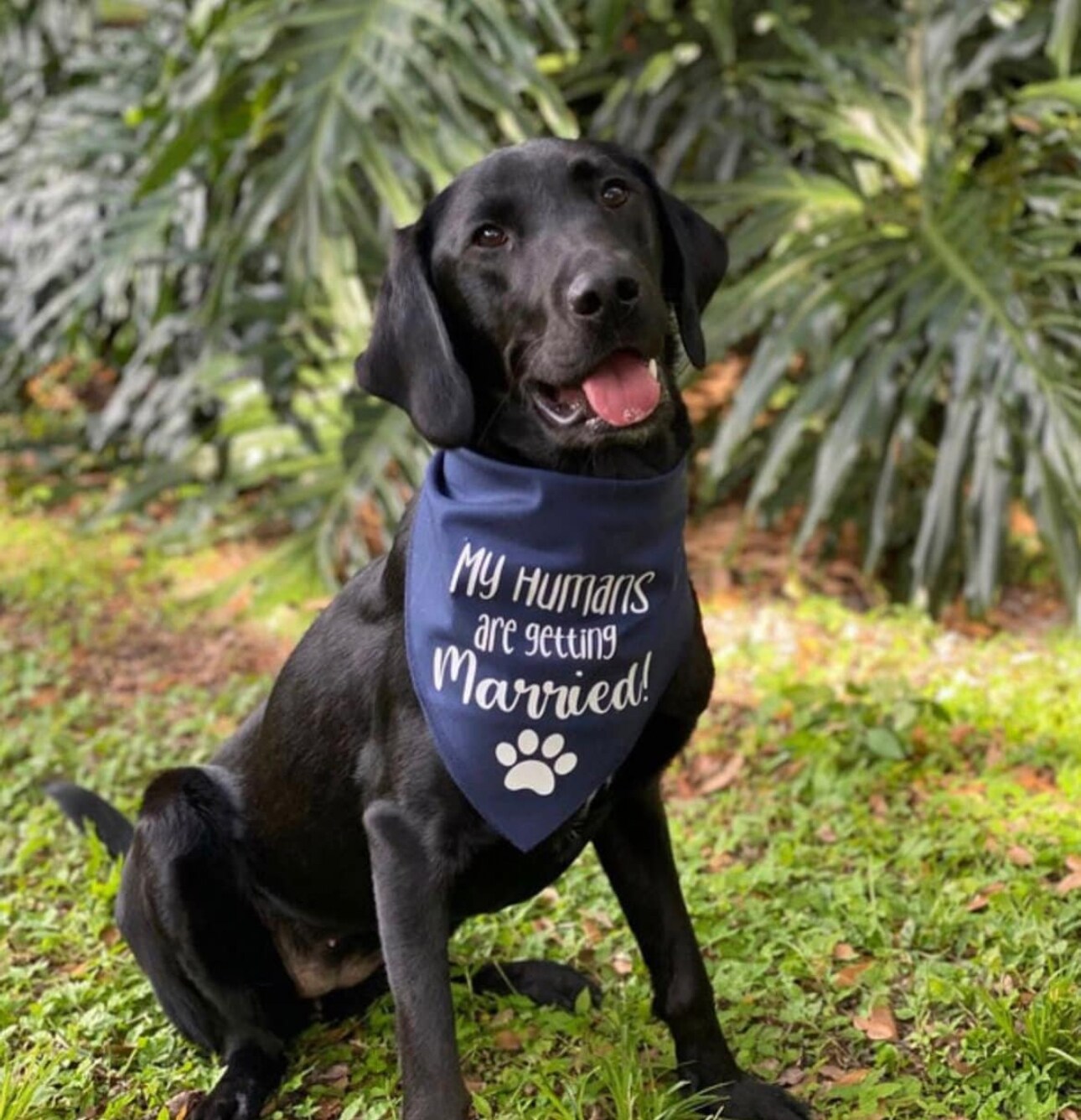 My Humans are Getting Married Dog Bandana MakerPlace by Michaels