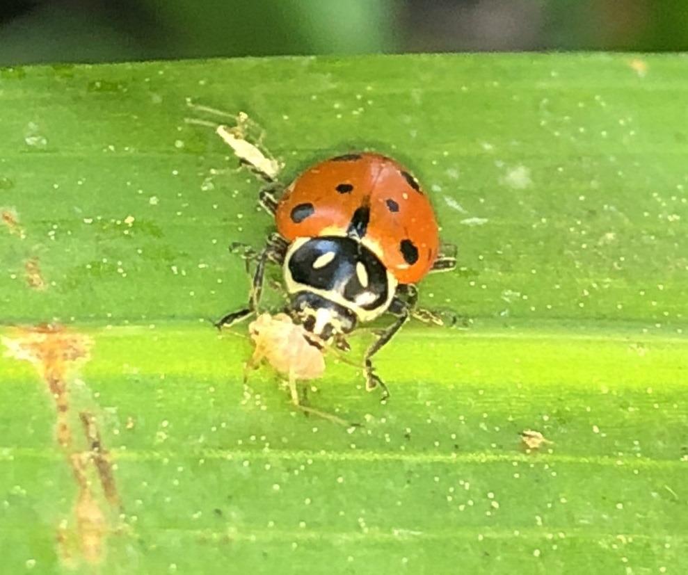 500 Live Ladybugs for Sale, Good Bugs for Garden, Fresh Ladybugs