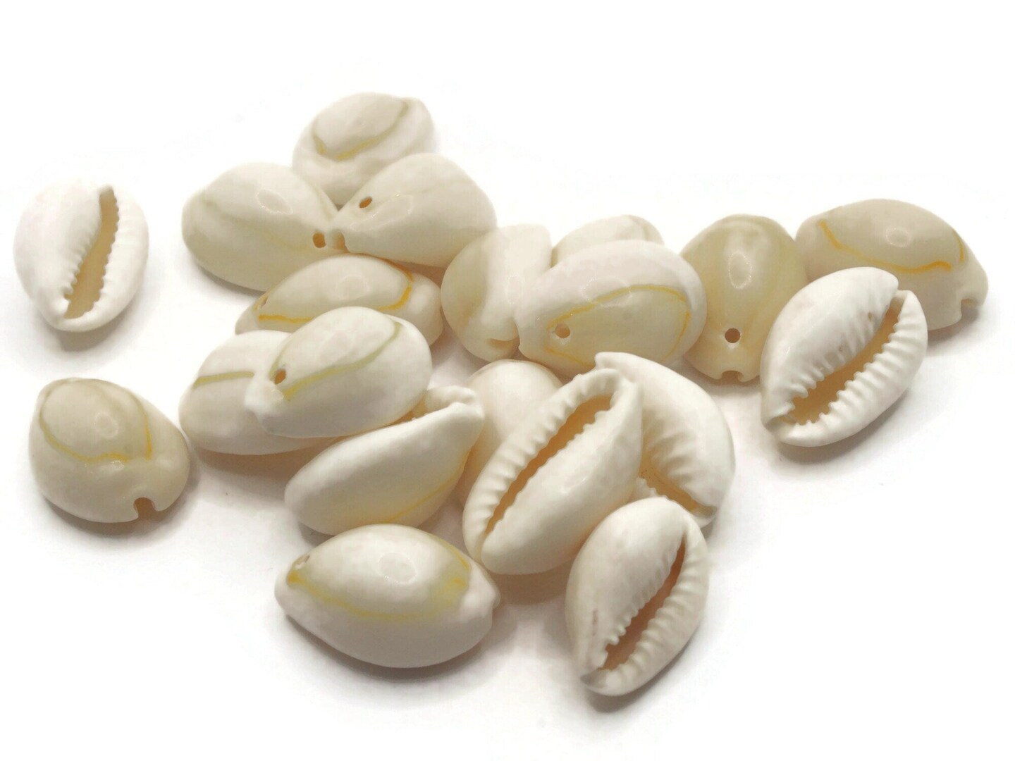 20 20mm White Cowrie Natural Seashell Beads bF2