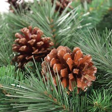 Lacquered Pine Cone Picks, 12-Pack of Natural Brown Rustic Accents for Christmas Trees, Wreaths, and Holiday Decor - 2024 Christmas Collection, Floral Home by Artificial Flowers