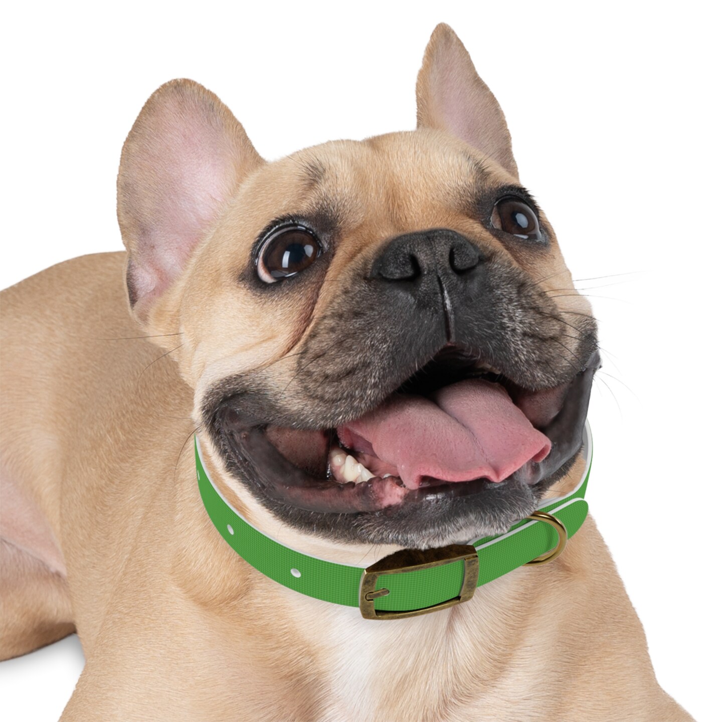 Personalized Pet Collar