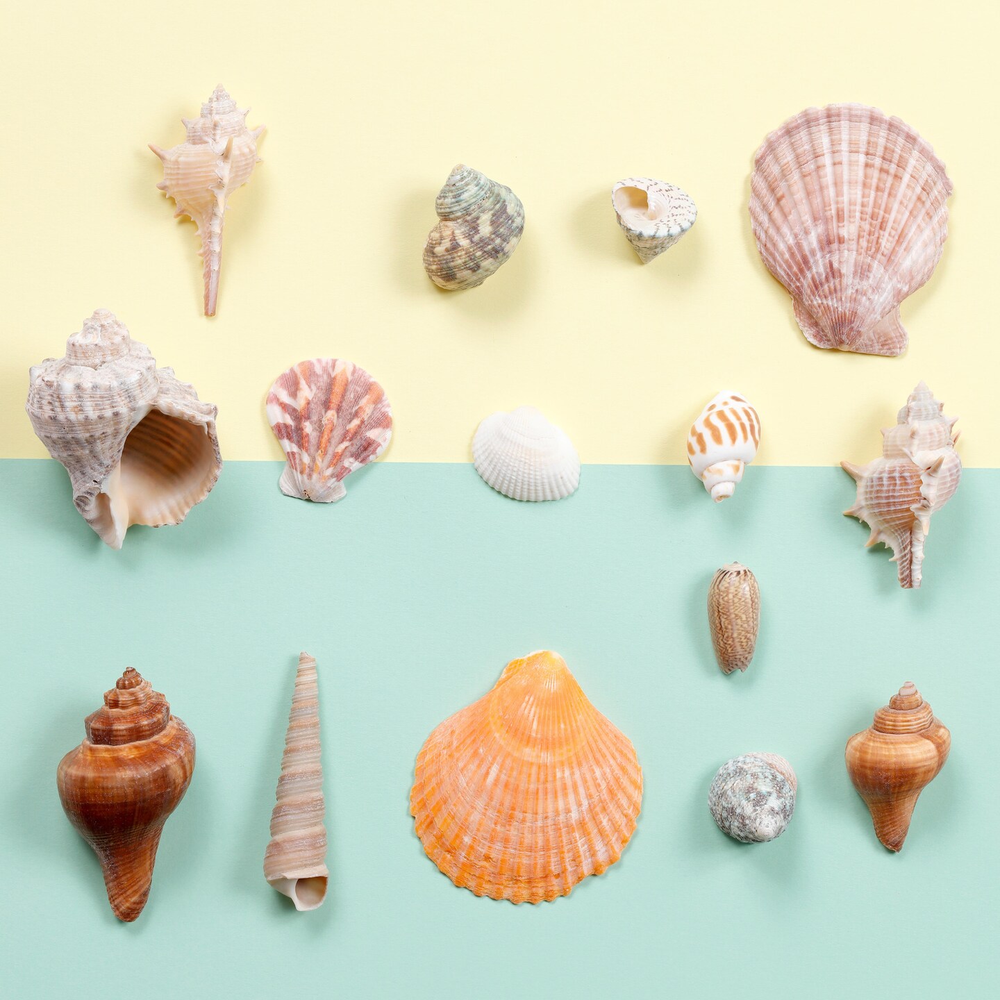 Incraftables Sea Shells (200pcs) Set for DIY Decoration & Crafts. Natural Large & Small Mixed Bulk Seashells & Starfish for Beach Theme Party, Candle Making, Fish Tank, Shell Decor & Vase Fillers
