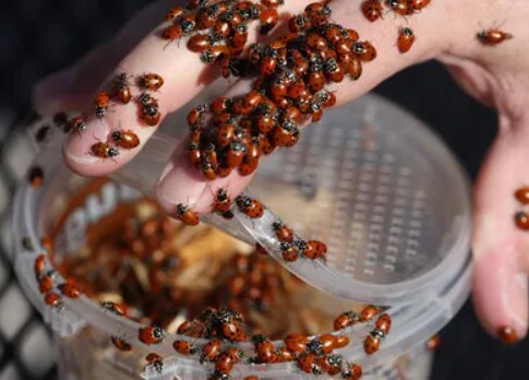 500 Live Ladybugs for Sale, Good Bugs for Garden, Fresh Ladybugs