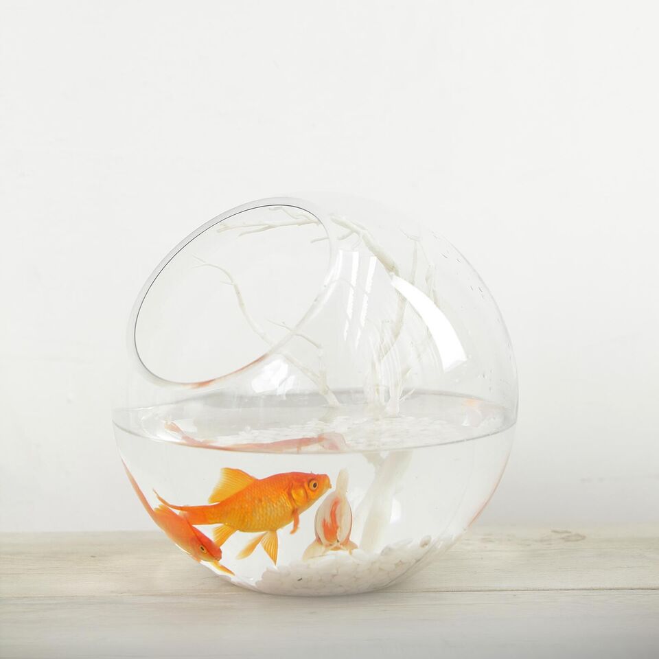 CLEAR 9&#x22; tall Slanted Glass Terrarium Vase