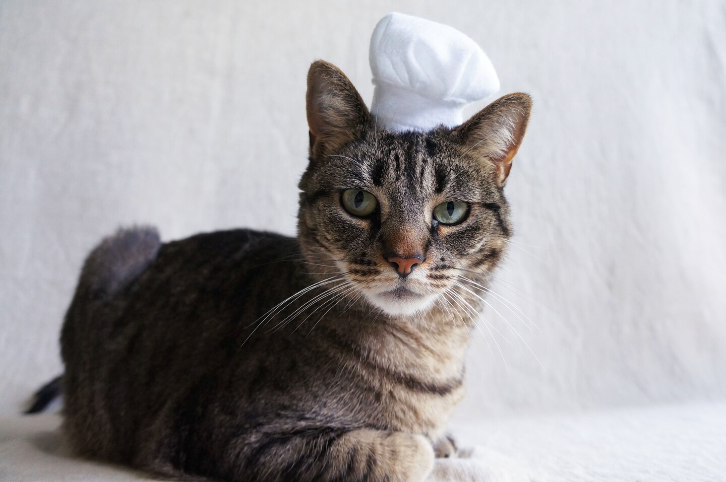 Chef Hat For Cats | Cat hat