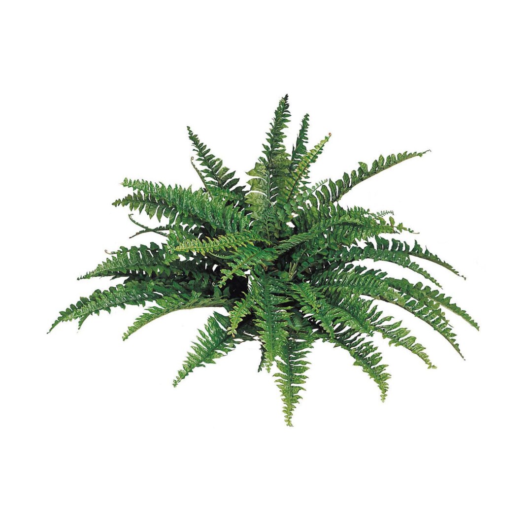 Artificial Boston Fern Plant with 50 Lifelike Silk Fronds 34" Wide