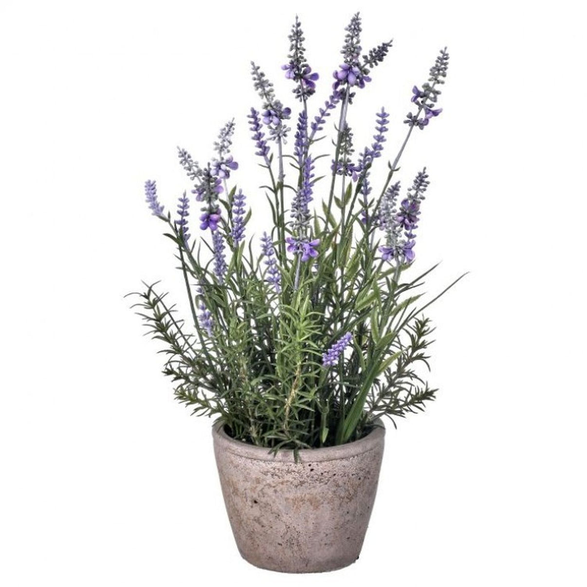 Lavender in Cement Pot 17.5&#x22;
