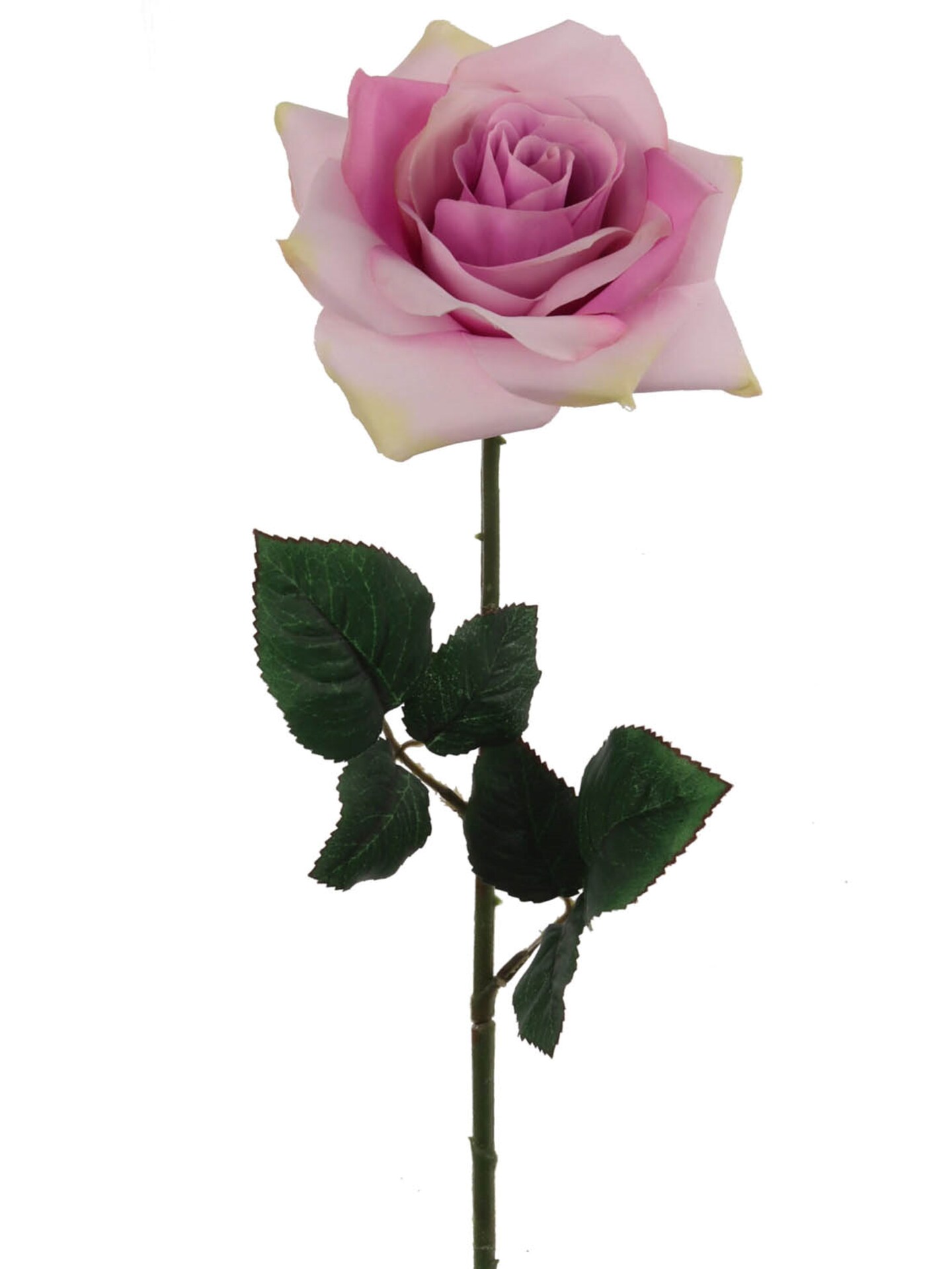 Premium Open Rose Stems Set of 24, 20Inch, with Silk Leaves by Floral