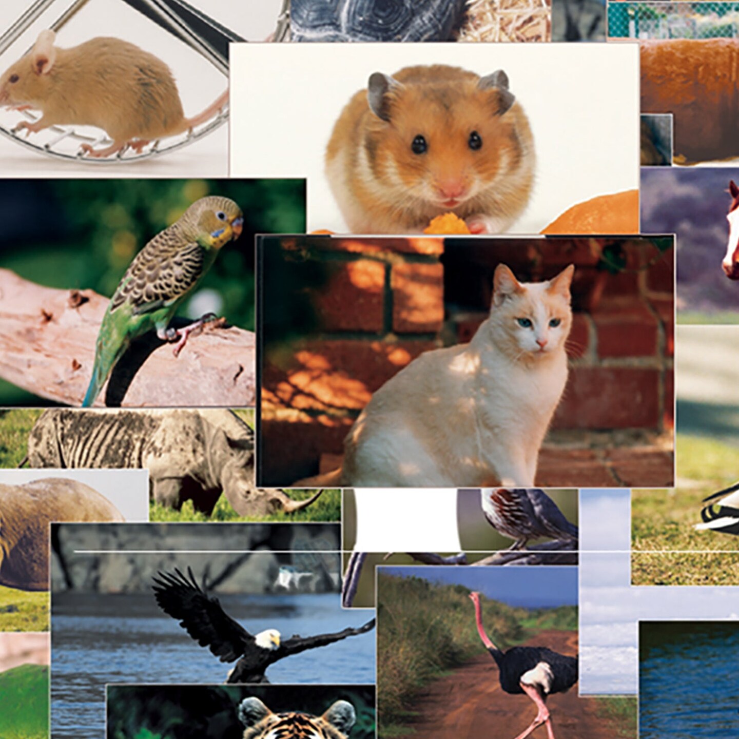 Animals &#x26; Insects Posters Mega Set, 14&#x22; x 19&#x22;, Set of 48