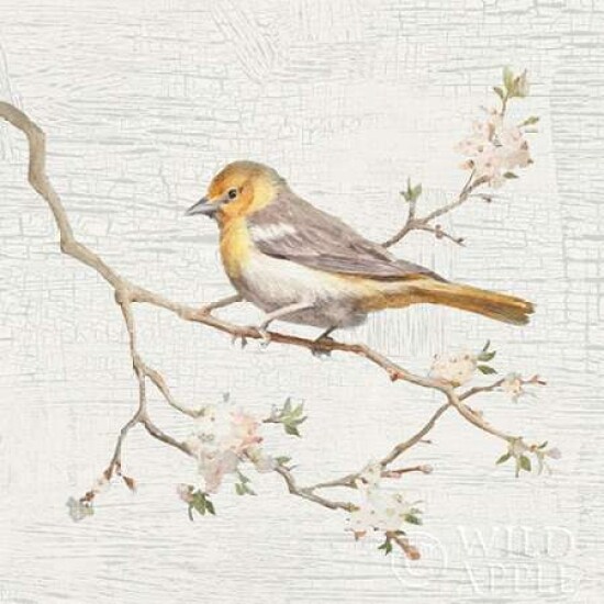 Northern Oriole Vintage Poster Print by Danhui Nai - Item # VARPDX28600
