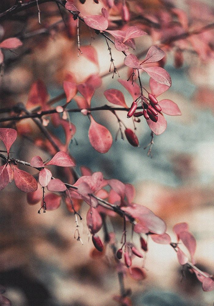 Fall I Poster Print by PhotoINC Studio - Item # VARPDXIN99203