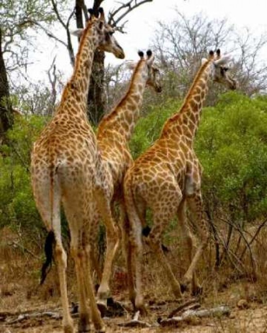 Giraffe Walk II Poster Print by Dana Underdahl - Item # VARPDXPSUND151