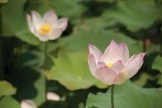 Lotus Flowers II Poster Print by Erin Berzel - Item # VARPDXPSBZL601