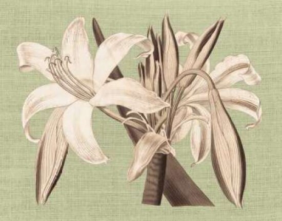 Regence Lily IV Poster Print by Sarah E Chilton - Item # VARPDXCC3175