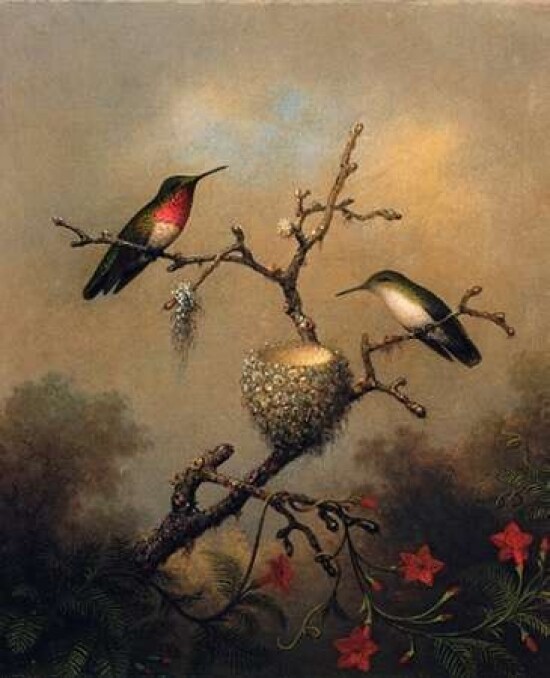 Ruby Throated Hummingbird Poster Print by  Martin Johnson Heade - Item # VARPDX375811