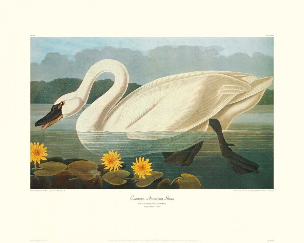 Common American Swan Poster Print by John James Audubon - Item # VARPDX132754