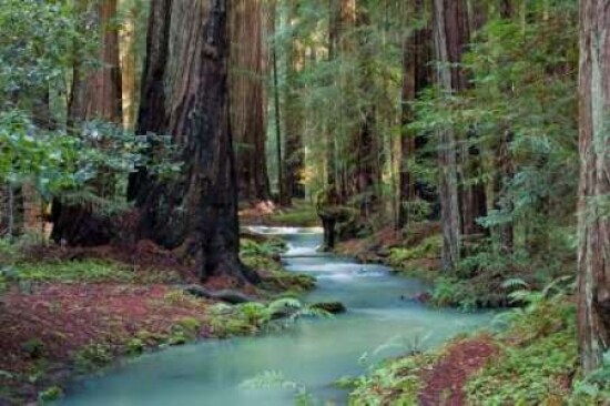 Redwood Forest II Poster Print by Rita Crane - Item # VARPDXPSCRN233