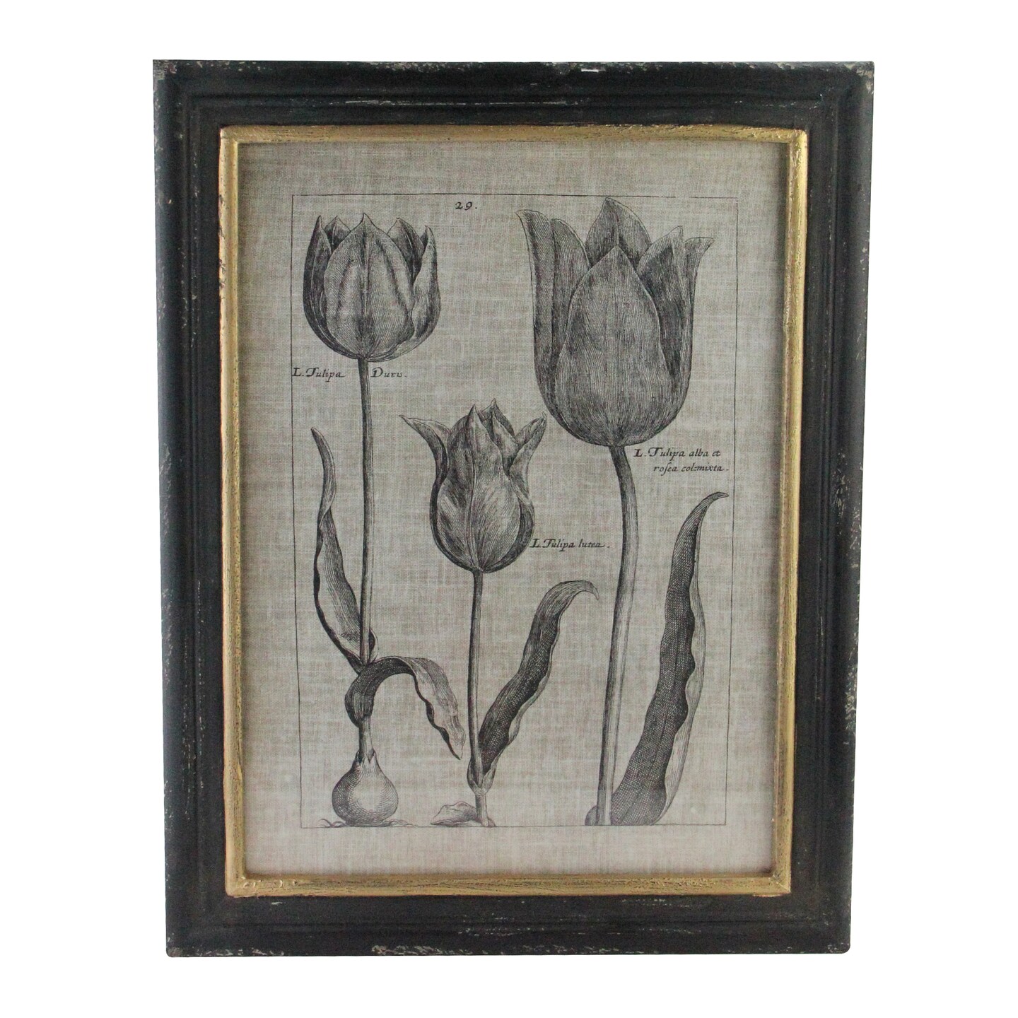 Raz 18&#x22; Botanic Beauty Decorative Vintage Style Triple Tulip Print Framed Wall Art