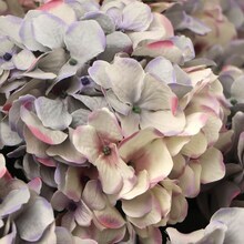 UV Mixed Blue Hydrangea Bush with 7 Silk Flowers &#x26; Leaves by Floral Home&#xAE;