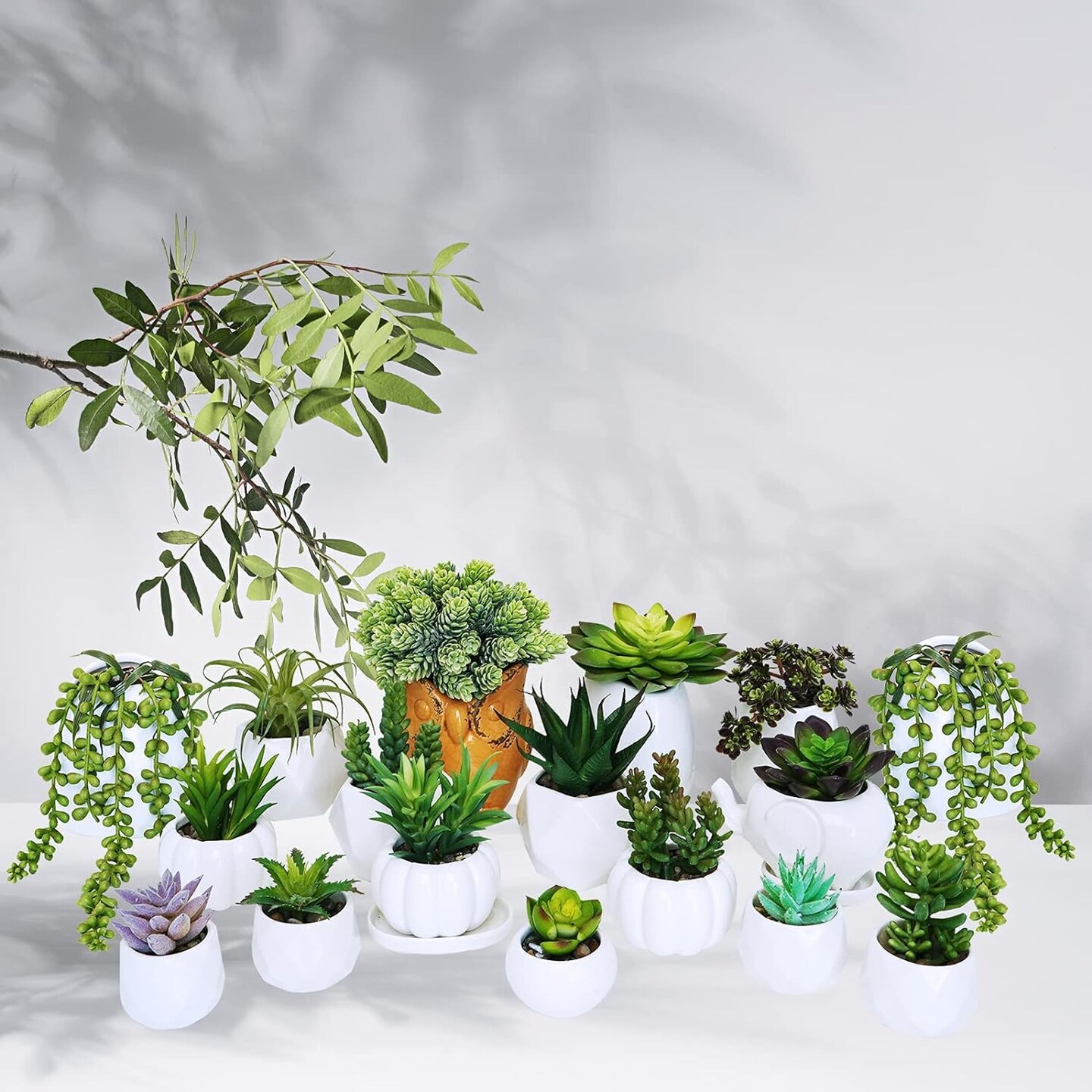Assorted Succulents Plants 19 pcs