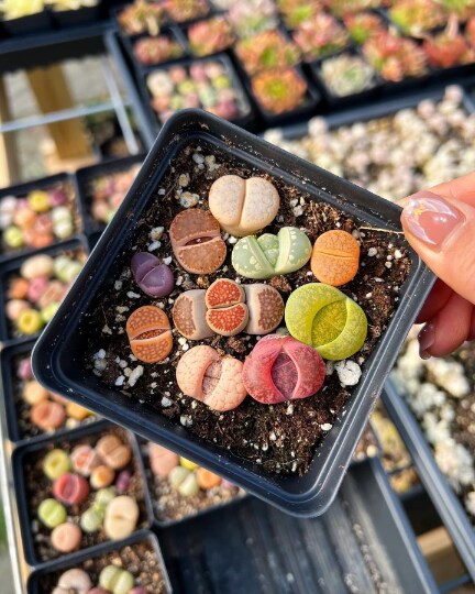 Rare Succulent - Colorful Assorted Lithops sp | MakerPlace by Michaels