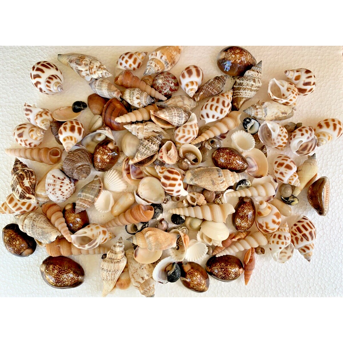 Genuine Assorted Seashells