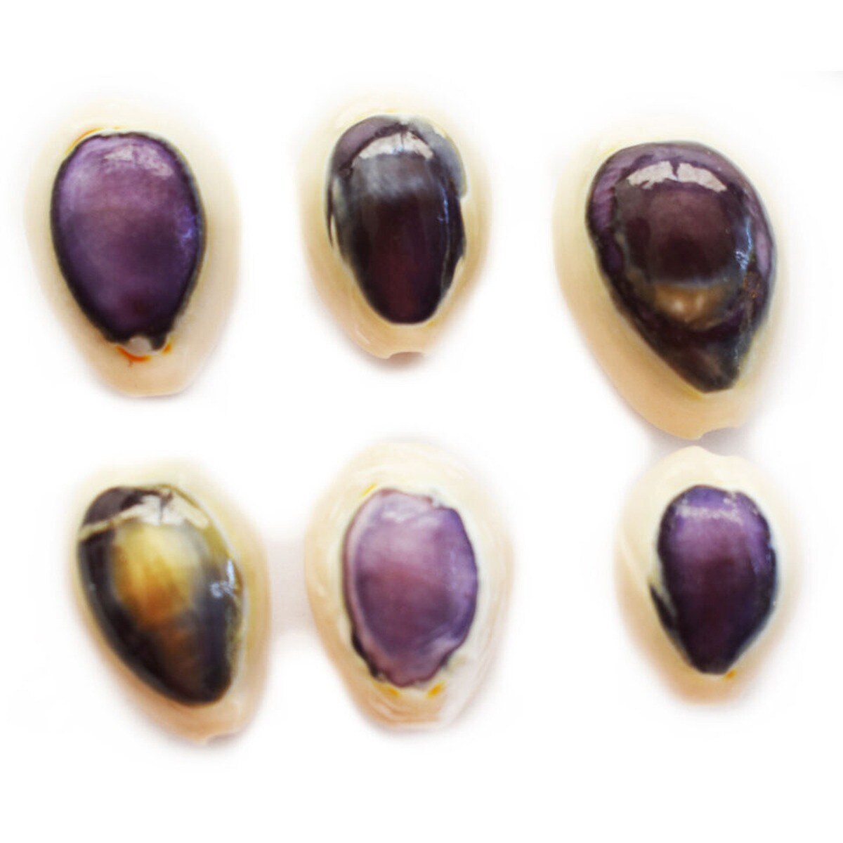 1 Inch Minimal Cowrie Seashells 24 pcs