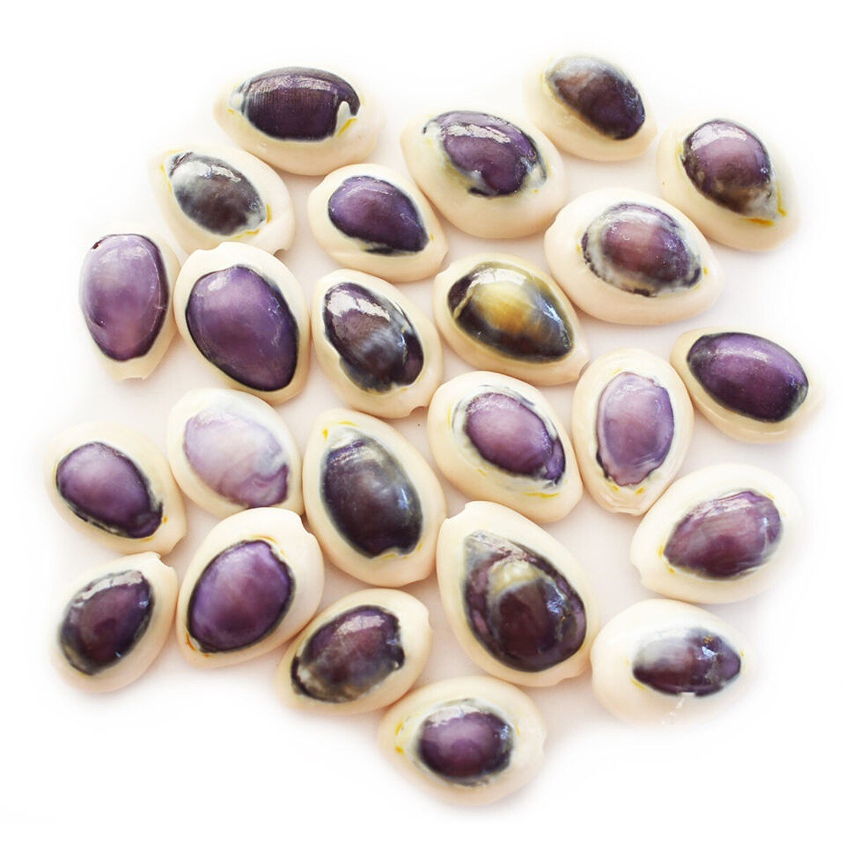 1 Inch Minimal Cowrie Seashells 24 pcs