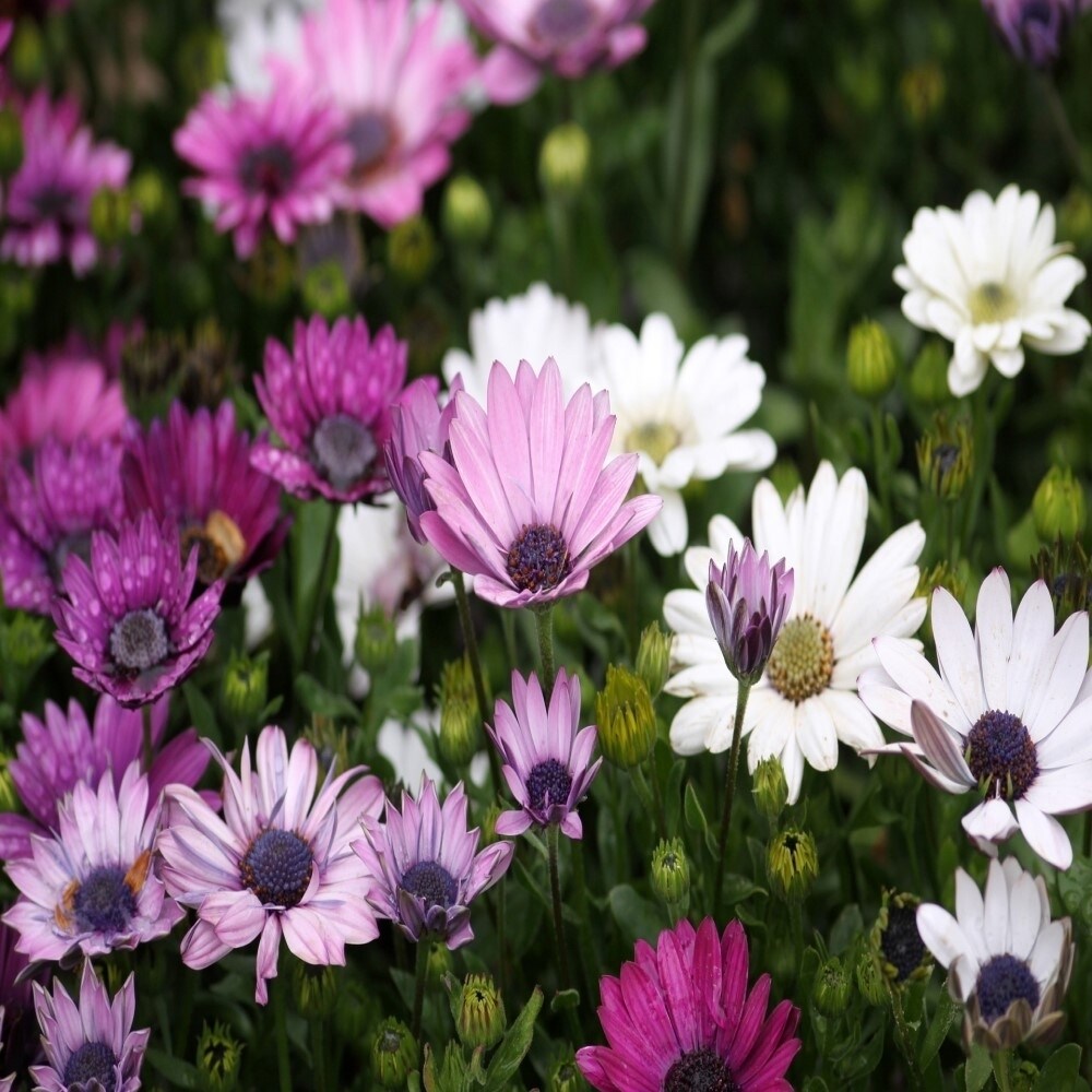 Colorful Mixed Anemone Blanda - Blue Purple And White Flowers - 30 Bulbs - Easy To Grow Perennial - Attracts Butterflies