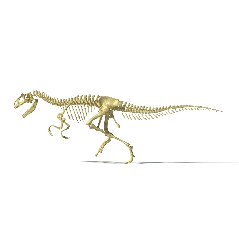 3D Rendering Of An Allosaurus Dinosaur Skeleton Poster Print