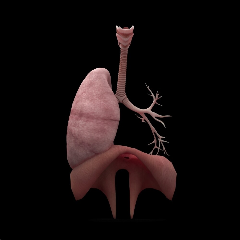 Posterazzi 3D rendering of human lungs with respiratory tree and diaphragm Poster Print