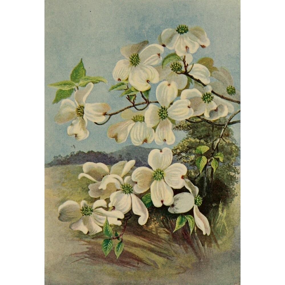 Guide To The Trees 1900 Flowering Dogwood Poster Print By Ellis Rowan