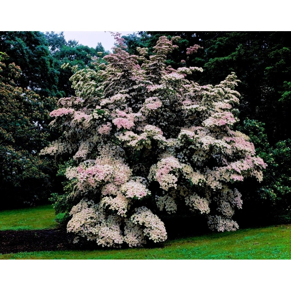 Kousa Dogwood Trees In A Garden United States National Arboretum Washington Dc Usa Print By Panoramic