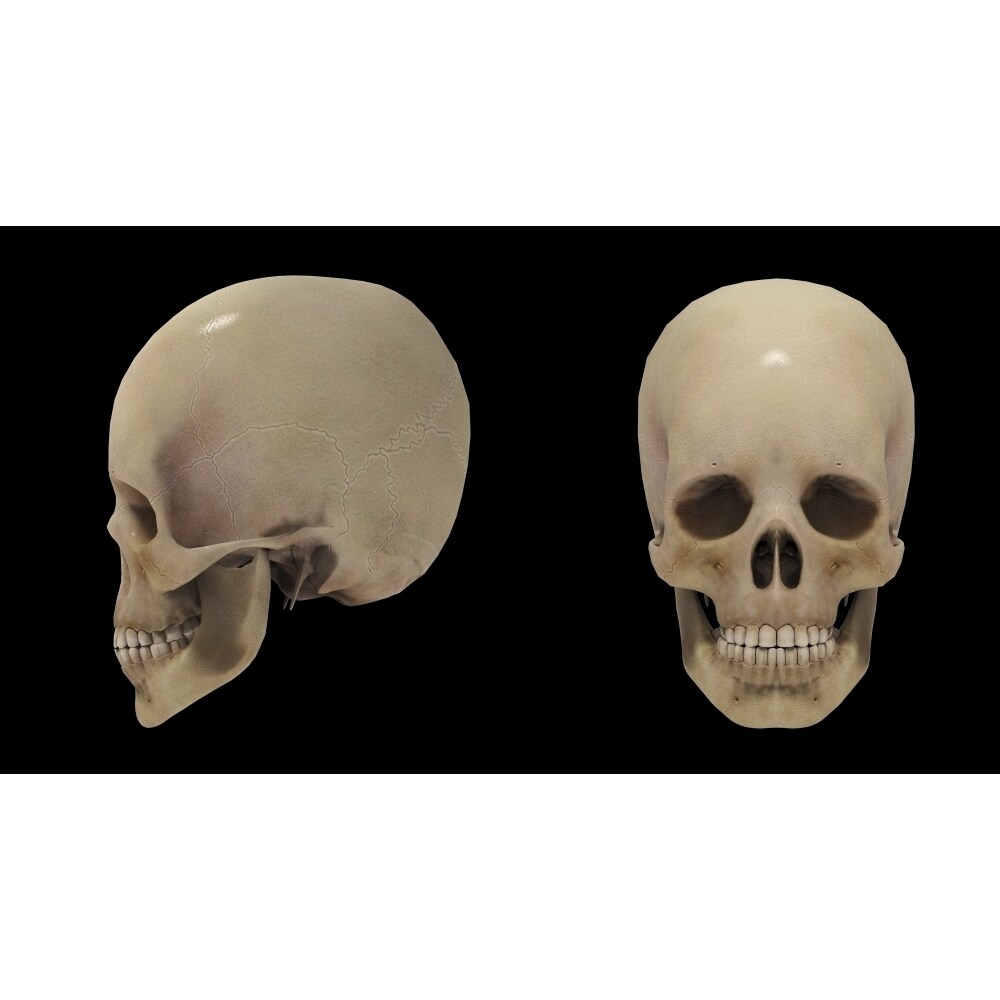 Posterazzi 3D rendering of human skull Poster Print