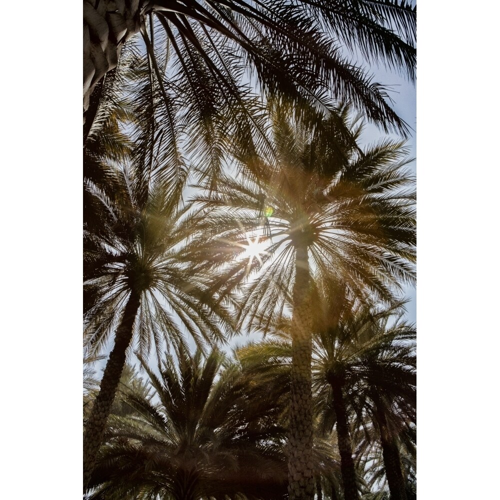 Midday Sun In Palm Trees. Oman. Poster Print By Tom Norring