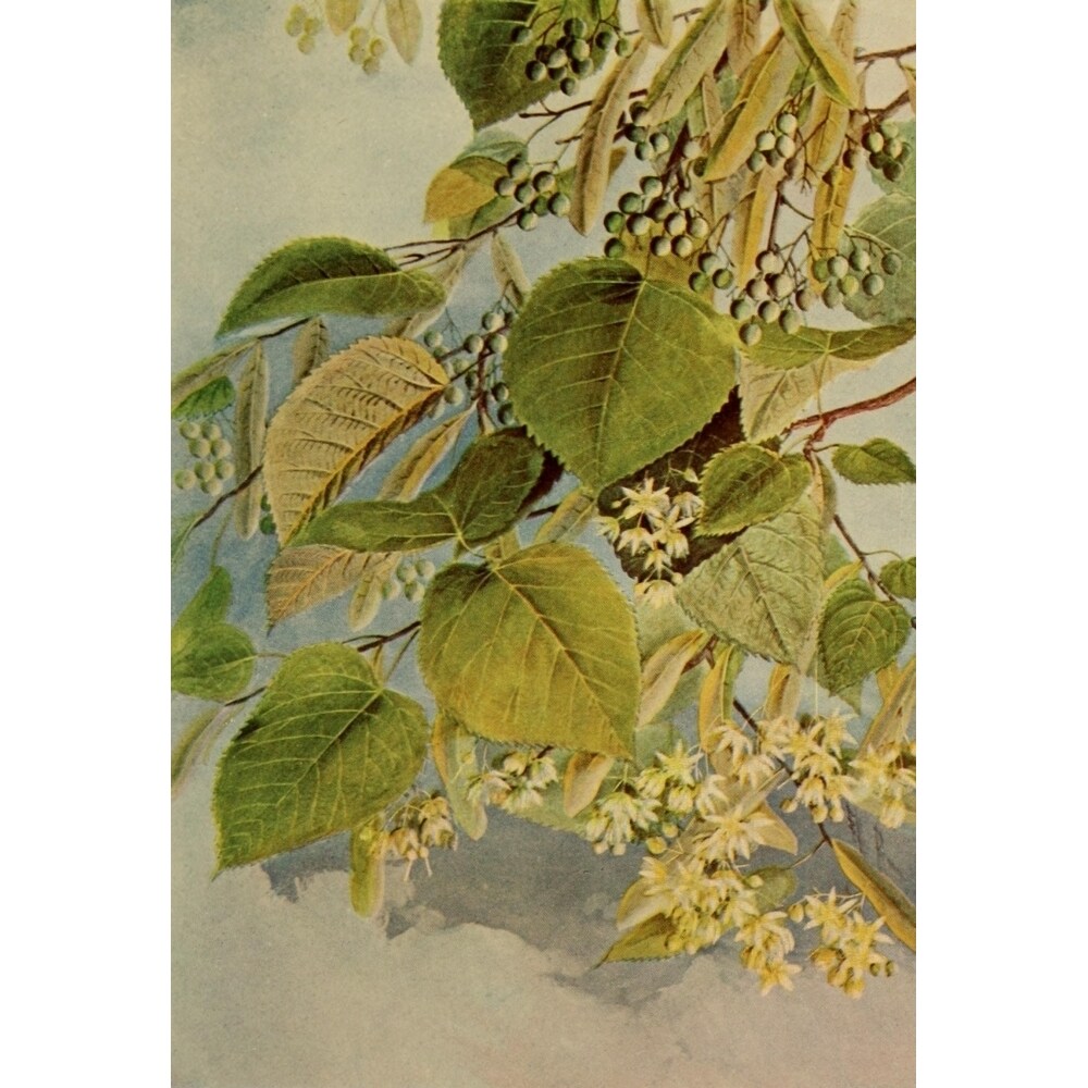 Guide To The Trees 1900 American Linden Poster Print By Ellis Rowan