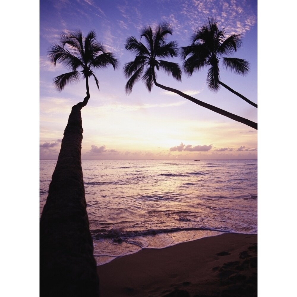 Palm Trees At Dusk Poster Print