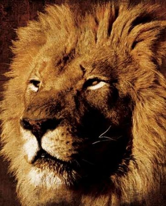 Lion Poster Print by Jace Grey - Item # VARPDXJGRC097B