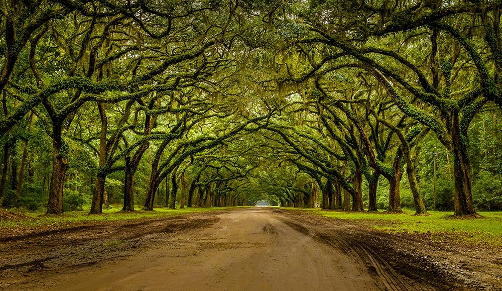 Live Oak Shade Poster Print by Glenn Taylor - Item # VARPDXQGTRC172