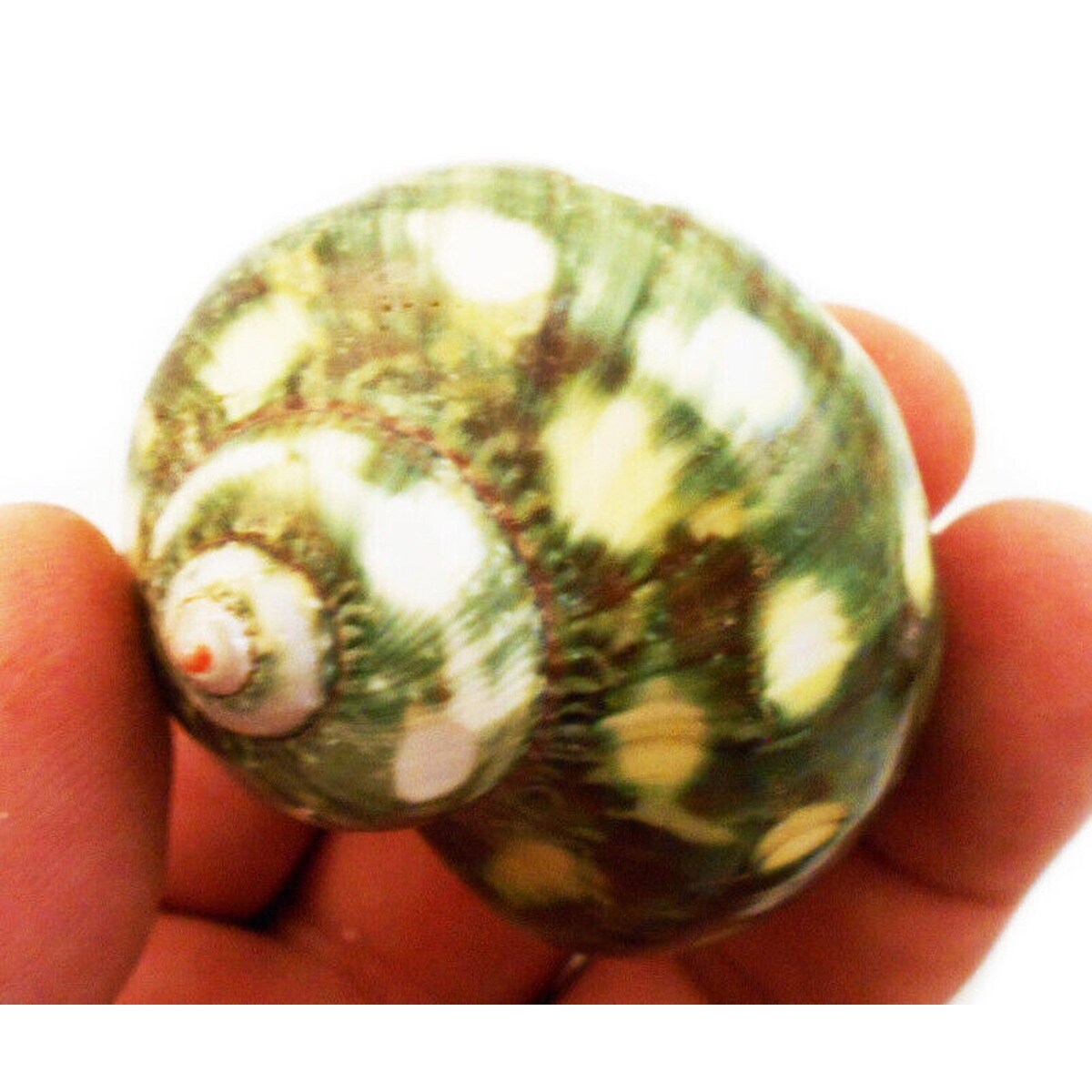 Huge Dappled Turbo Shells 3 pcs