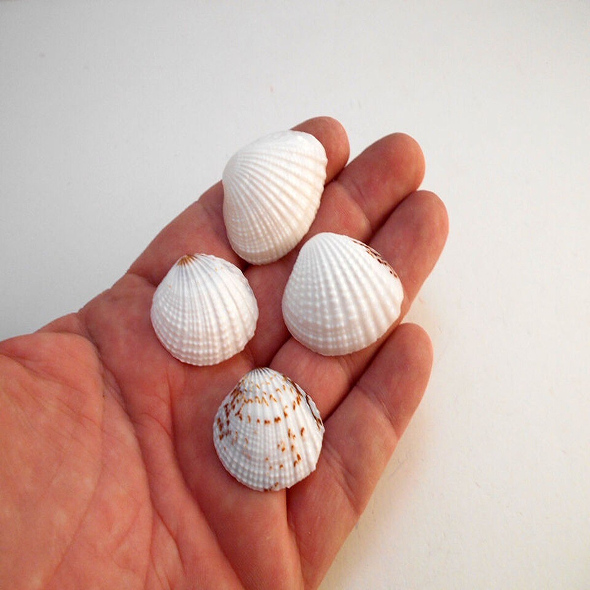 3/4 Inch Nominal Clam Shells 50 pcs