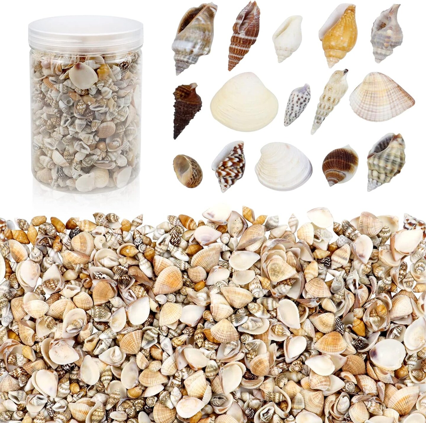 Mini Sea Shells Mixed Ocean Beach Seashells 1000 pcs