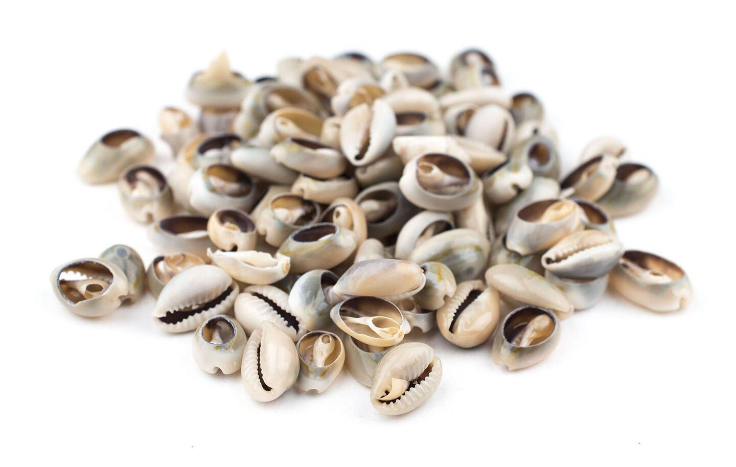 The Bead Chest Cowrie Shells (Small) - Approx 90 Pieces - White, Natural - Jewelry Making, Craft Projects, Artistic Use, Cultural Adornments