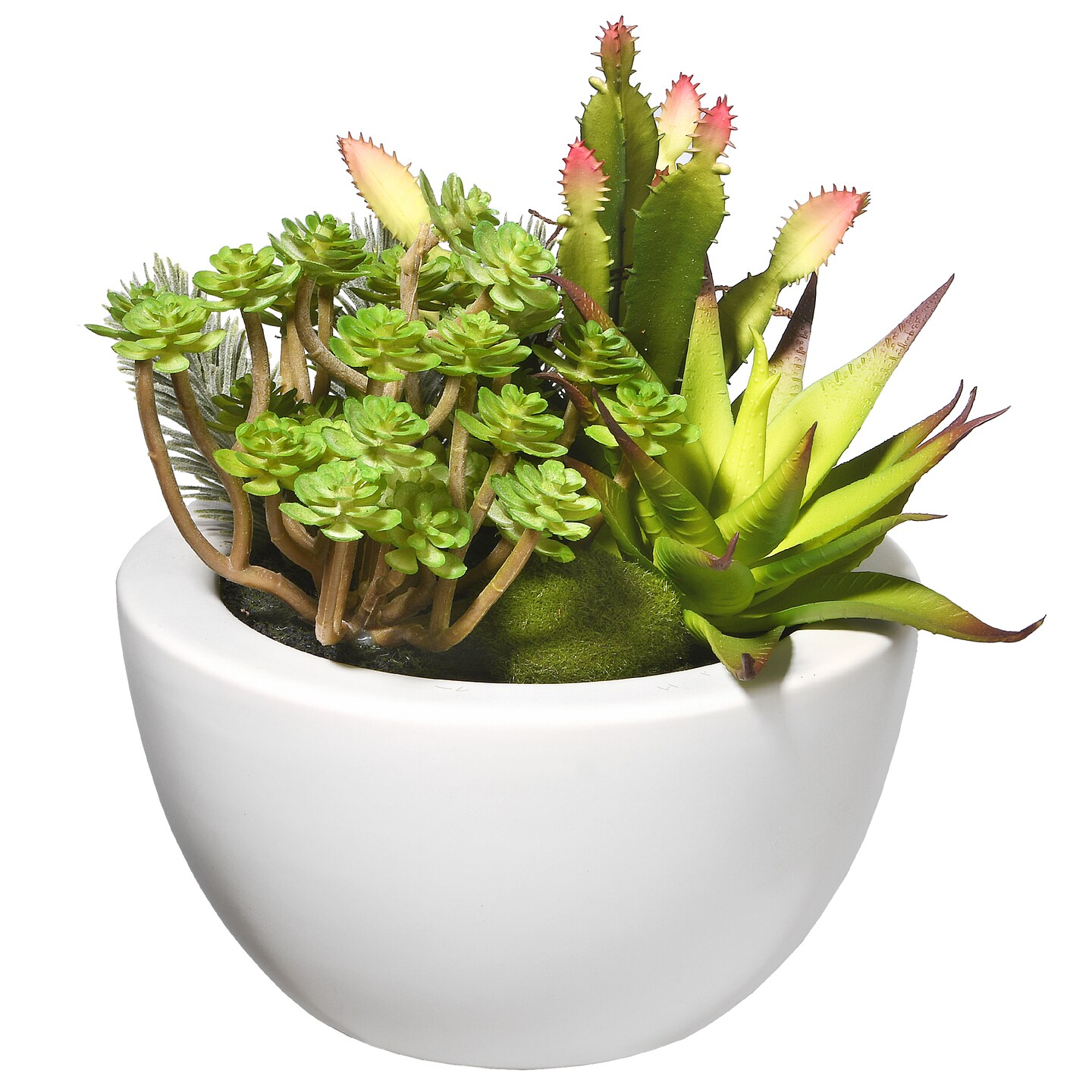 7.5&#x22; Succulent Plants